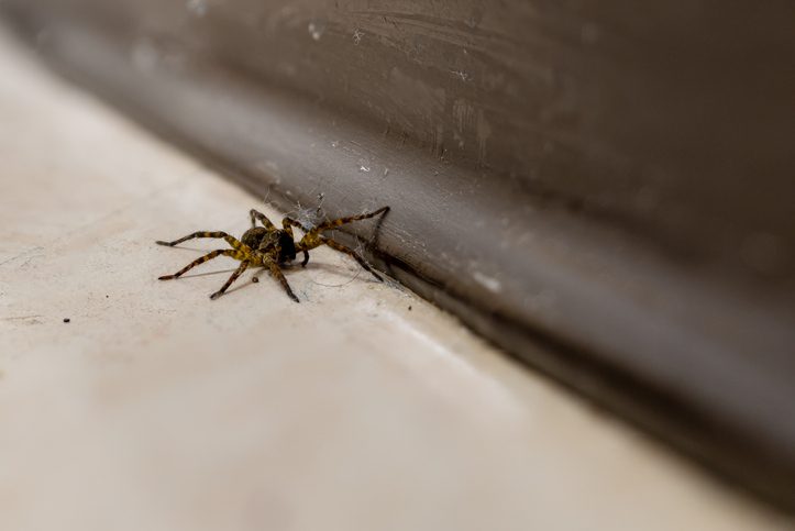 A brown and black striped fishing spider (Dolomedes Tenebrosus) is crawling across a dirty linoleum floor against a brown base board.