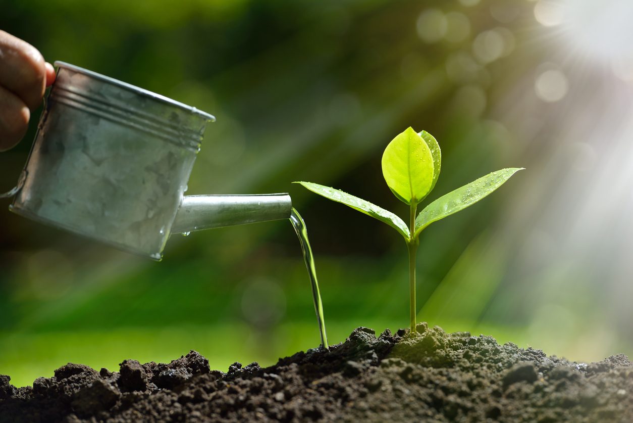 a plant is watered with a watering can