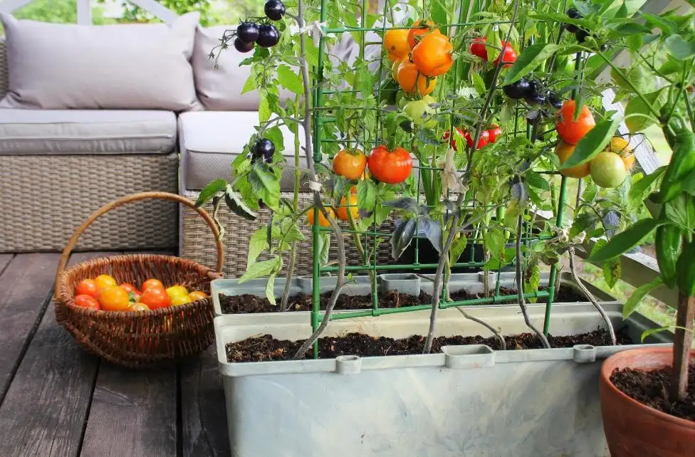 Small-Space Gardening Ideas for Growing Vegetables